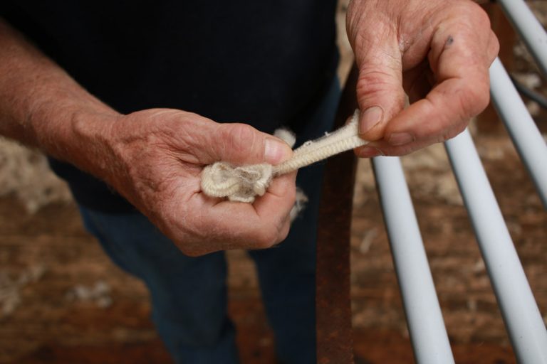 WoolYielding Animals for Yarn and Fiber Countryside